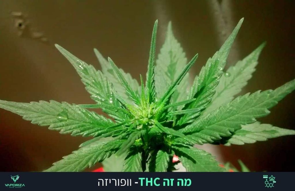 צמח שמכיל THC