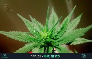 צמח שמכיל THC