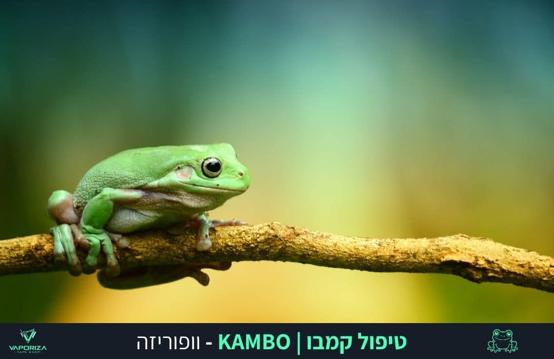 טיפול קמבו, או בשמו השני "רפואת הצפרדעים", הוא טקס עתיק יומין שמקורו בלב יערות האמזונס